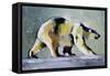 Ice Bear, 1998-Mark Adlington-Framed Stretched Canvas