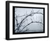 Ice Branch 1-Gordon Semmens-Framed Giclee Print