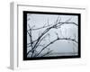 Ice Branch 1-Gordon Semmens-Framed Giclee Print