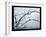 Ice Branch 1-Gordon Semmens-Framed Giclee Print