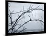 Ice Branch 1-Gordon Semmens-Mounted Giclee Print