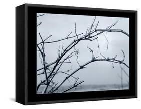 Ice Branch 1-Gordon Semmens-Framed Stretched Canvas