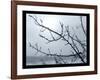 Ice Branch 2-Gordon Semmens-Framed Giclee Print