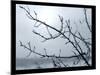 Ice Branch 2-Gordon Semmens-Mounted Giclee Print