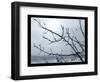 Ice Branch 2-Gordon Semmens-Framed Premium Giclee Print