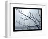 Ice Branch 2-Gordon Semmens-Framed Premium Giclee Print