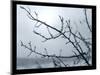 Ice Branch 2-Gordon Semmens-Mounted Premium Giclee Print