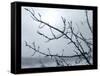 Ice Branch 2-Gordon Semmens-Framed Stretched Canvas