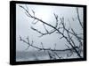 Ice Branch 2-Gordon Semmens-Stretched Canvas