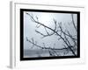 Ice Branch 2-Gordon Semmens-Framed Giclee Print