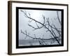 Ice Branch 2-Gordon Semmens-Framed Giclee Print