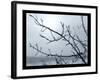 Ice Branch 2-Gordon Semmens-Framed Giclee Print