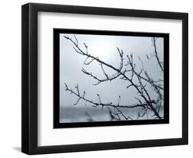 Ice Branch 2-Gordon Semmens-Framed Giclee Print