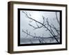 Ice Branch 2-Gordon Semmens-Framed Giclee Print