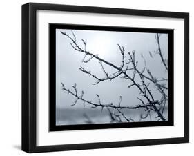 Ice Branch 2-Gordon Semmens-Framed Giclee Print