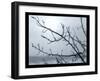 Ice Branch 2-Gordon Semmens-Framed Giclee Print