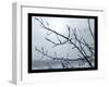 Ice Branch 2-Gordon Semmens-Framed Giclee Print