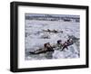 Ice Canoe Races on the St. Lawrence River During Winter Carnival, Quebec, Canada-Alison Wright-Framed Photographic Print
