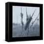 Ice Cattail 1-Gordon Semmens-Framed Stretched Canvas