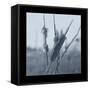 Ice Cattail 1-Gordon Semmens-Framed Stretched Canvas