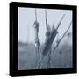 Ice Cattail 1-Gordon Semmens-Stretched Canvas