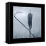 Ice Cattail 2-Gordon Semmens-Framed Stretched Canvas