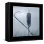 Ice Cattail 2-Gordon Semmens-Framed Stretched Canvas