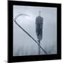 Ice Cattail 2-Gordon Semmens-Mounted Premium Giclee Print