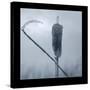 Ice Cattail 2-Gordon Semmens-Stretched Canvas