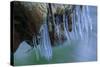 Ice Cicles On Mossy Stump With Icy Water-Anthony Paladino-Stretched Canvas