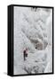 Ice Climbers Scaling Vertical Ice in Ouray Ice Park Near Ouray, Colorado-Sergio Ballivian-Framed Stretched Canvas