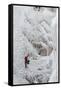 Ice Climbers Scaling Vertical Ice in Ouray Ice Park Near Ouray, Colorado-Sergio Ballivian-Framed Stretched Canvas