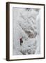 Ice Climbers Scaling Vertical Ice in Ouray Ice Park Near Ouray, Colorado-Sergio Ballivian-Framed Photographic Print