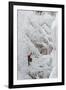 Ice Climbers Scaling Vertical Ice in Ouray Ice Park Near Ouray, Colorado-Sergio Ballivian-Framed Photographic Print