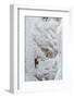 Ice Climbers Scaling Vertical Ice in Ouray Ice Park Near Ouray, Colorado-Sergio Ballivian-Framed Photographic Print