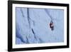 Ice Climbing in the Bernes Oberland, Swiss Alps-Robert Boesch-Framed Photographic Print