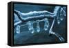 Ice Clinging On Branch In Creek-Anthony Paladino-Framed Stretched Canvas