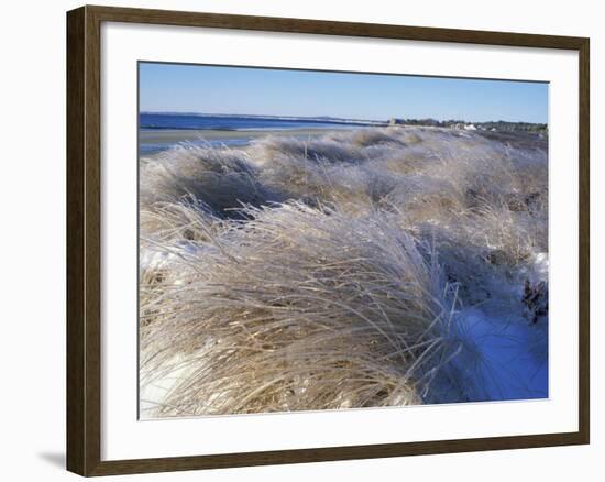 Ice Coats the Beach Grass on Parson's Beach, Maine, USA-Jerry & Marcy Monkman-Framed Photographic Print