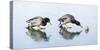 Ice Cover, Mallards, Anas Platyrhynchos-Roland T.-Stretched Canvas