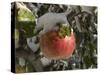 Ice Covered Apple-Steve Oehlenschlager-Stretched Canvas