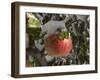 Ice Covered Apple-Steve Oehlenschlager-Framed Photographic Print