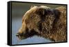 Ice-Covered Brown Bear, Katmai National Park, Alaska-Paul Souders-Framed Stretched Canvas