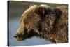 Ice-Covered Brown Bear, Katmai National Park, Alaska-Paul Souders-Stretched Canvas