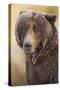 Ice-Covered Brown Bear, Katmai National Park, Alaska-Paul Souders-Stretched Canvas