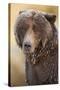 Ice-Covered Brown Bear, Katmai National Park, Alaska-Paul Souders-Stretched Canvas