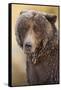 Ice-Covered Brown Bear, Katmai National Park, Alaska-Paul Souders-Framed Stretched Canvas