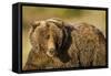 Ice-Covered Brown Bear, Katmai National Park, Alaska-null-Framed Stretched Canvas