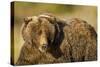 Ice-Covered Brown Bear, Katmai National Park, Alaska-null-Stretched Canvas