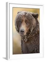 Ice-Covered Brown Bear, Katmai National Park, Alaska-Paul Souders-Framed Photographic Print