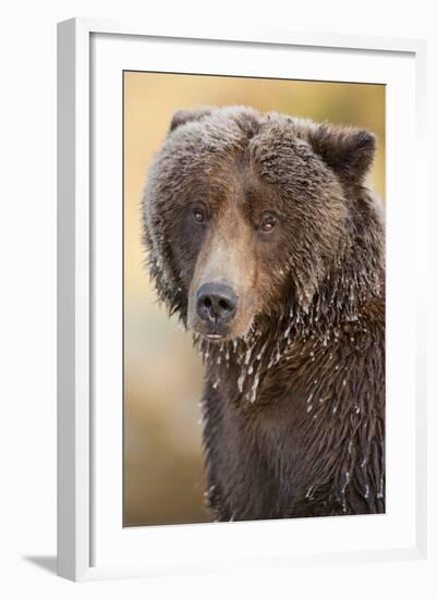 Ice-Covered Brown Bear, Katmai National Park, Alaska-Paul Souders-Framed Photographic Print